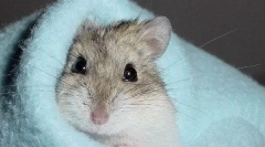 Este posibil să se scufunde jungaric și cum să spălați un hamster